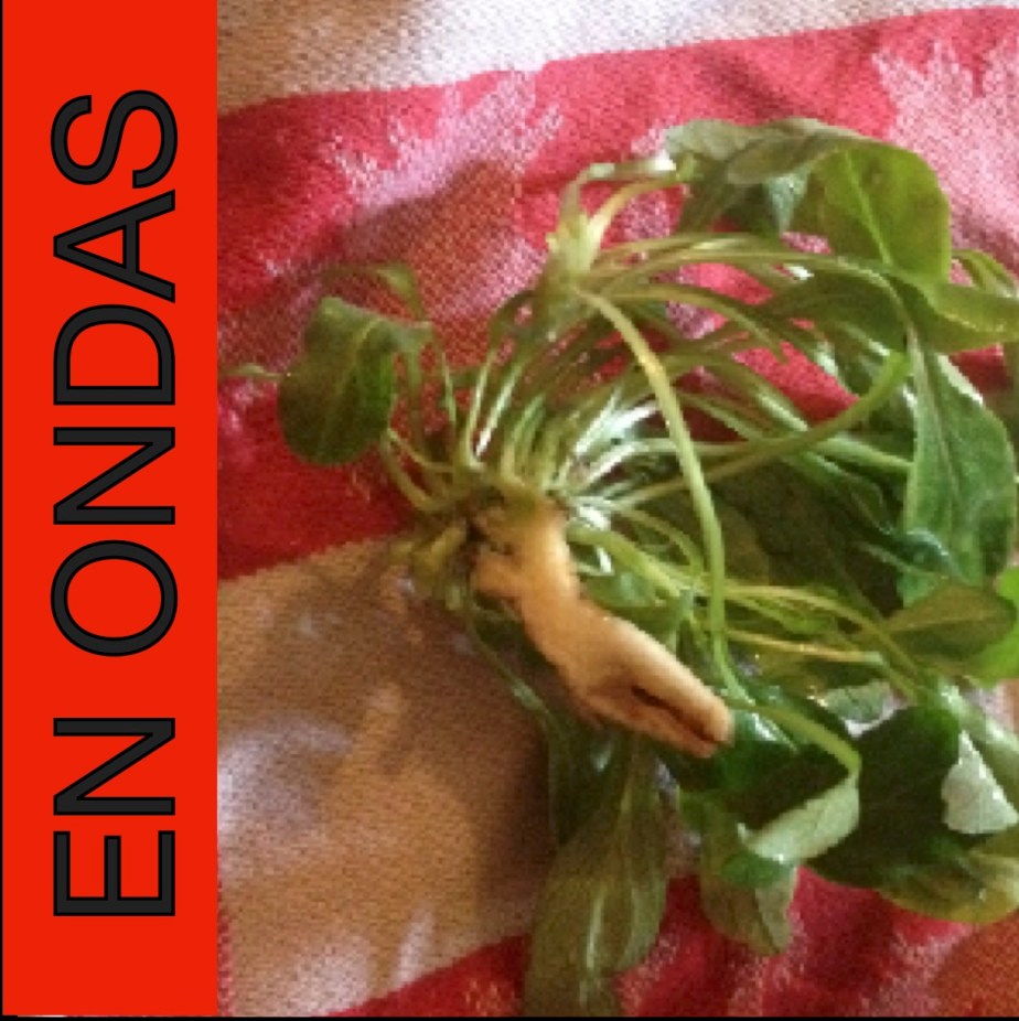 En Ondas setm. 10 Saladas sauvatjas de Magali&nbsp;Mariaud